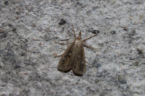 Réf. 187 677 : Friedlanderia cicatricella